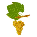 Pépinière Bérillon - cépage Chardonnay