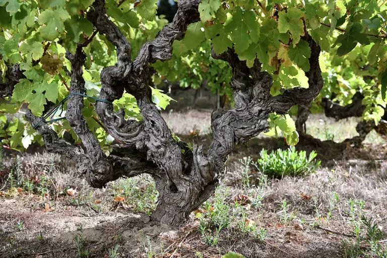 Photo de veilles vignes - Pépinière viticole Bérillon