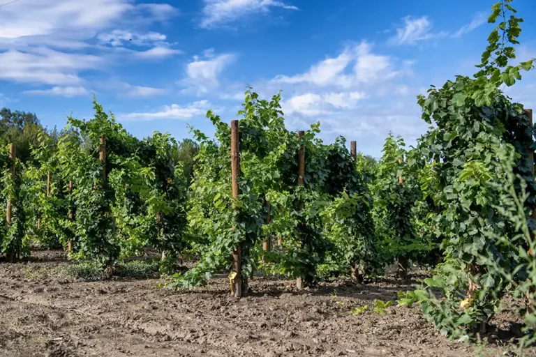 Une méthode pour une vigne pérenne - image du foncier - Pépinière Bérillon