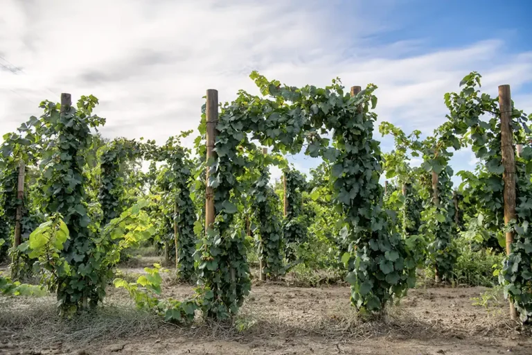 Une méthode pour une vigne pérenne - image du foncier - Pépinière Bérillon