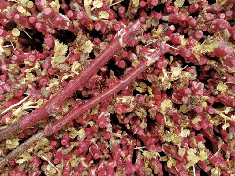 Stratifiction d'un greffé soudé - Pépinière Bérillon